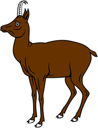 Chamois